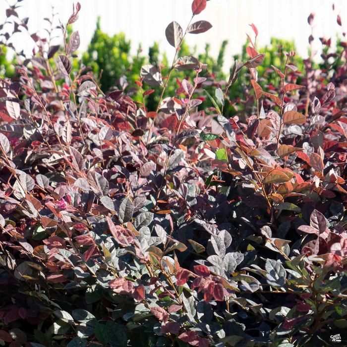 747-fringe-flower-chang-nian-hong-4.webp Fringe Flower 'Chang Nian Hong'