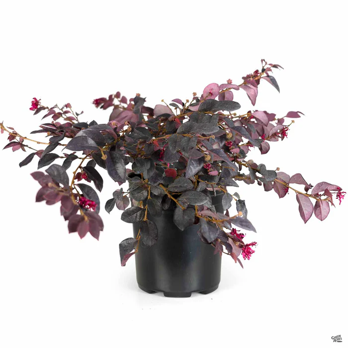 747-fringe-flower-chang-nian-hong-6.webp Fringe Flower 'Chang Nian Hong'