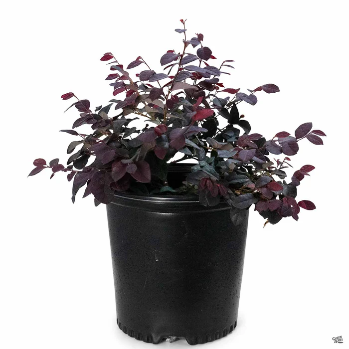 747-fringe-flower-chang-nian-hong-8.webp Fringe Flower 'Chang Nian Hong'