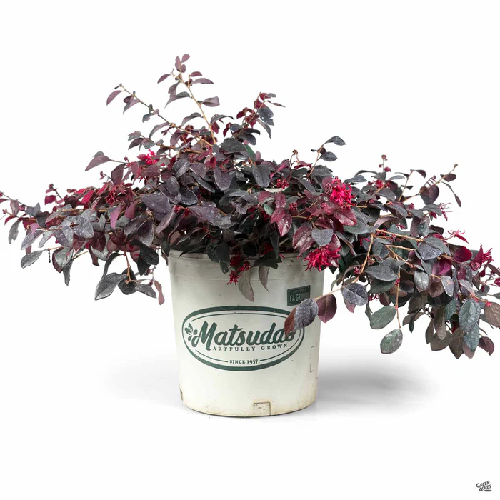 747-fringe-flower-chang-nian-hong-9.webp Fringe Flower 'Chang Nian Hong'