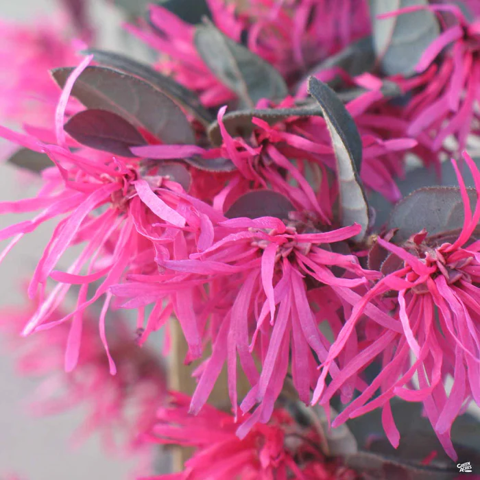 750-fringe-flower-purple-majesty-1.webp Fringe Flower 'Purple Majesty'