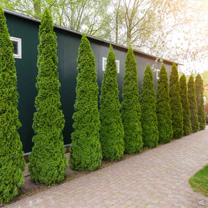 Thuja 'Emerald Green'