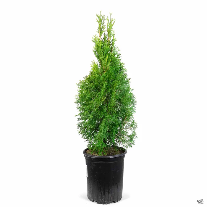 Thuja 'Emerald Green'