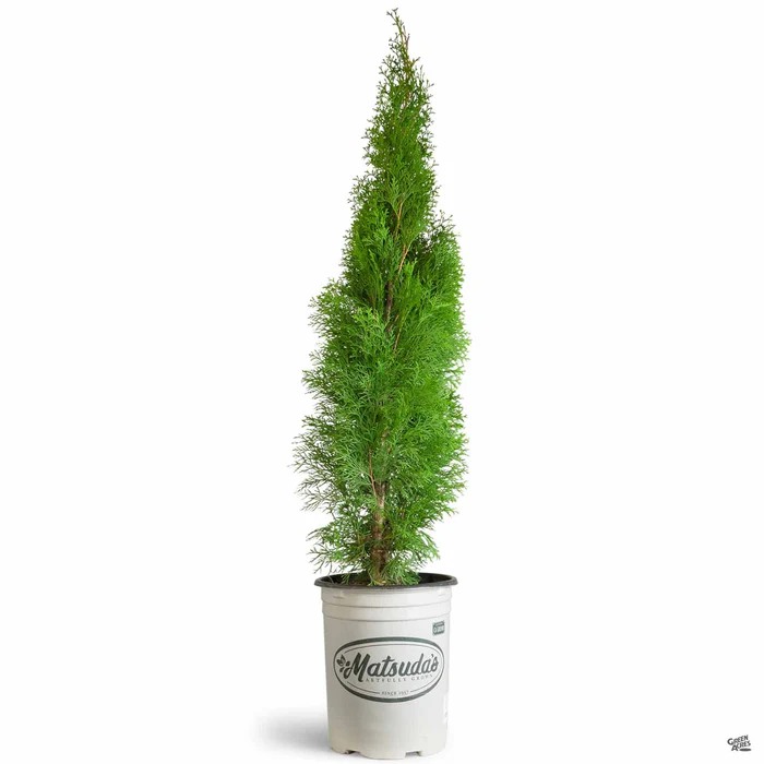 Thuja 'Emerald Green'