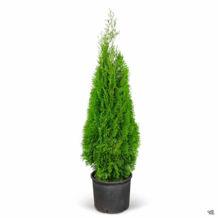 Thuja 'Emerald Green'