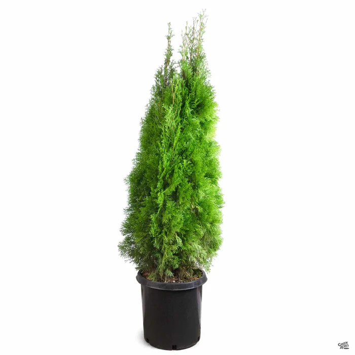Thuja 'Emerald Green'