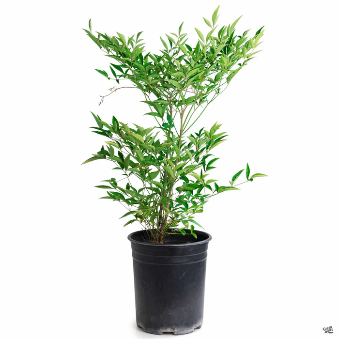 Heavenly Bamboo