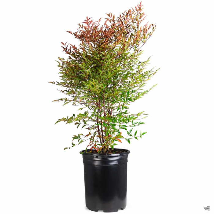 Heavenly Bamboo