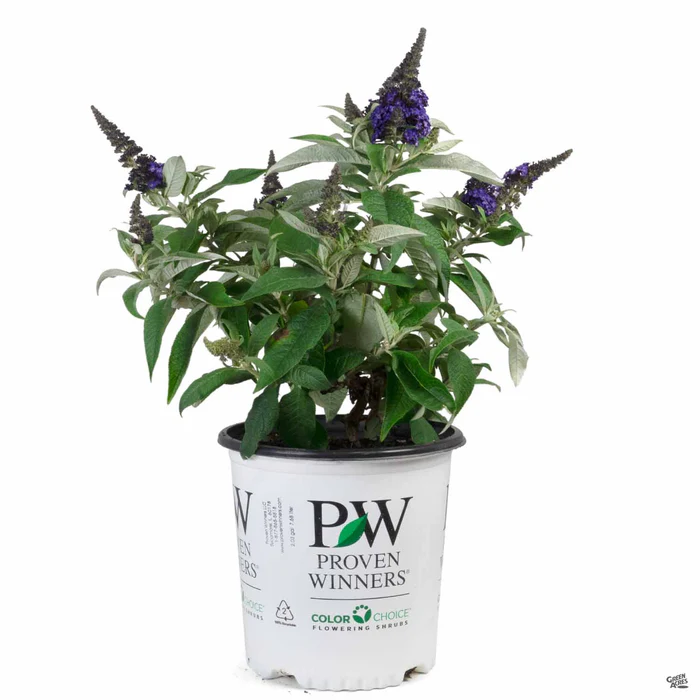 Pugster Blue Butterfly Bush