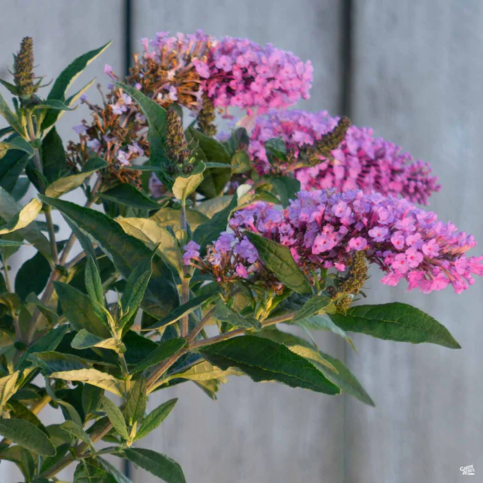 763-pugster-periwinkle-butterfly-bush-1.webp Pugster Periwinkle Butterfly Bush