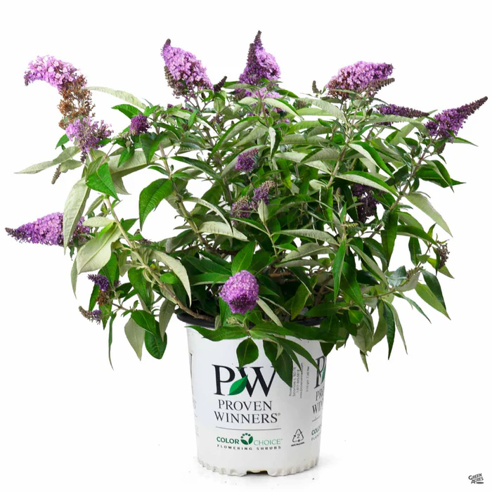 763-pugster-periwinkle-butterfly-bush-2.webp Pugster Periwinkle Butterfly Bush