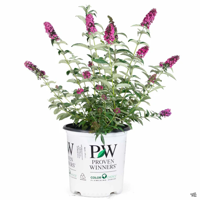 Butterfly Bush 'Miss Molly'