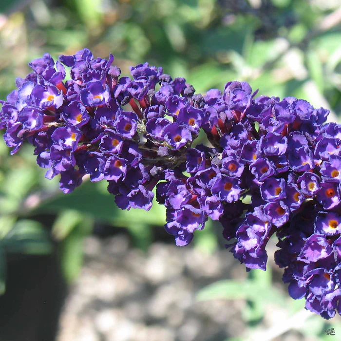 765-butterfly-bush-black-knight-1.webp Butterfly Bush 'Black Knight'