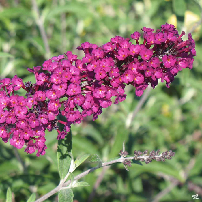 769-butterfly-bush-royal-red-1.webp Butterfly Bush 'Royal Red'