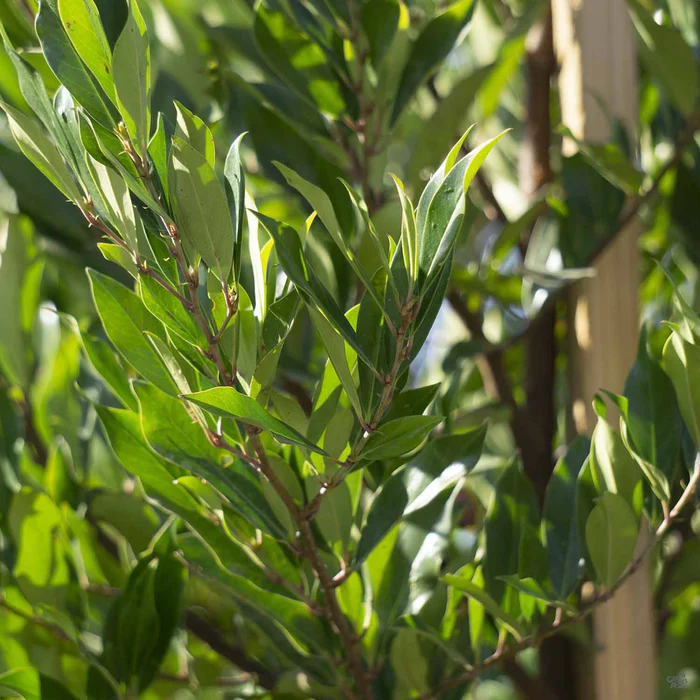 Dwarf Carolina Cherry Laurel Multi-Trunk