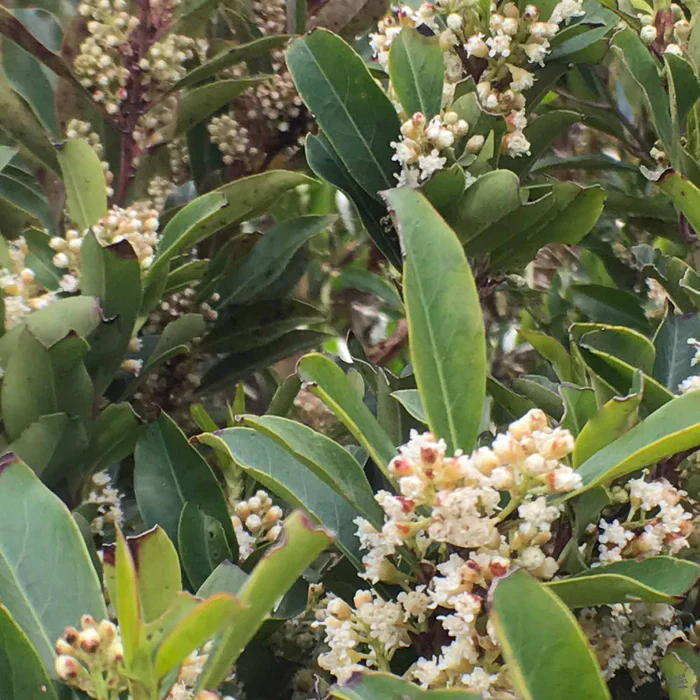 Dwarf Carolina Cherry Laurel Multi-Trunk