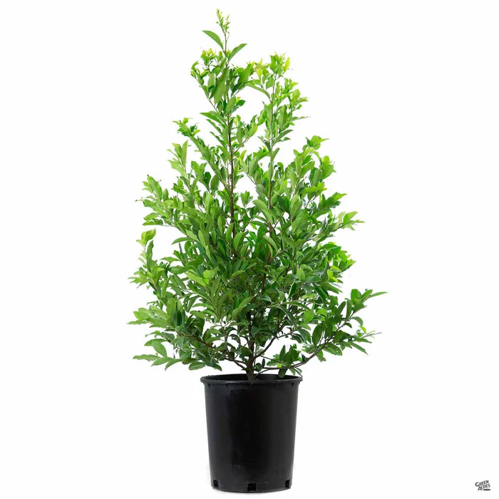 Dwarf Carolina Cherry Laurel Multi-Trunk