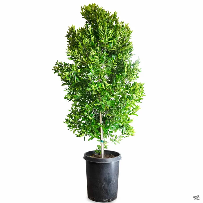 Dwarf Carolina Cherry Laurel Multi-Trunk