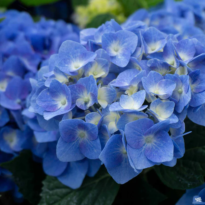 772-let-s-dance-blue-jangles-hydrangea-1.webp Let's Dance Blue Jangles Hydrangea