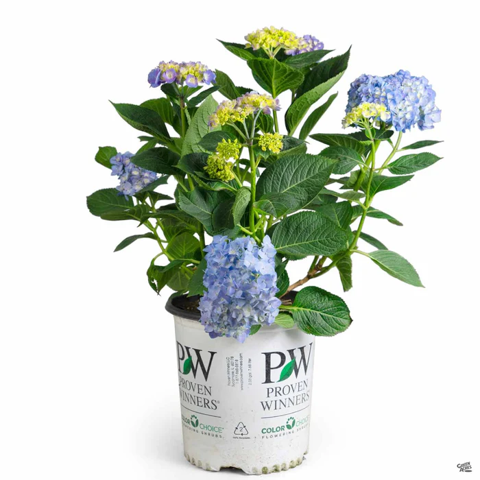 772-let-s-dance-blue-jangles-hydrangea-2.webp Let's Dance Blue Jangles Hydrangea
