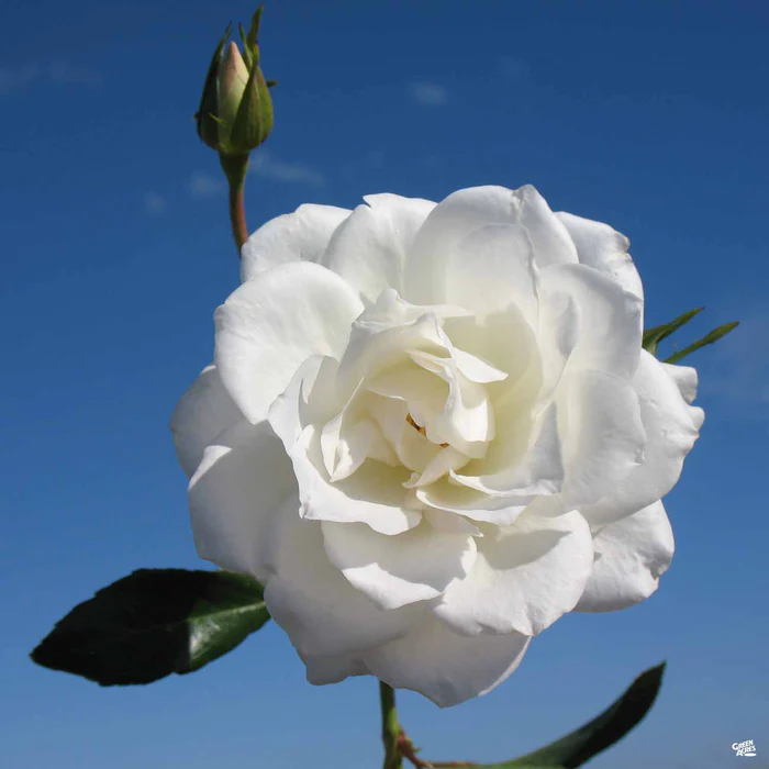 Rose 'Iceberg'