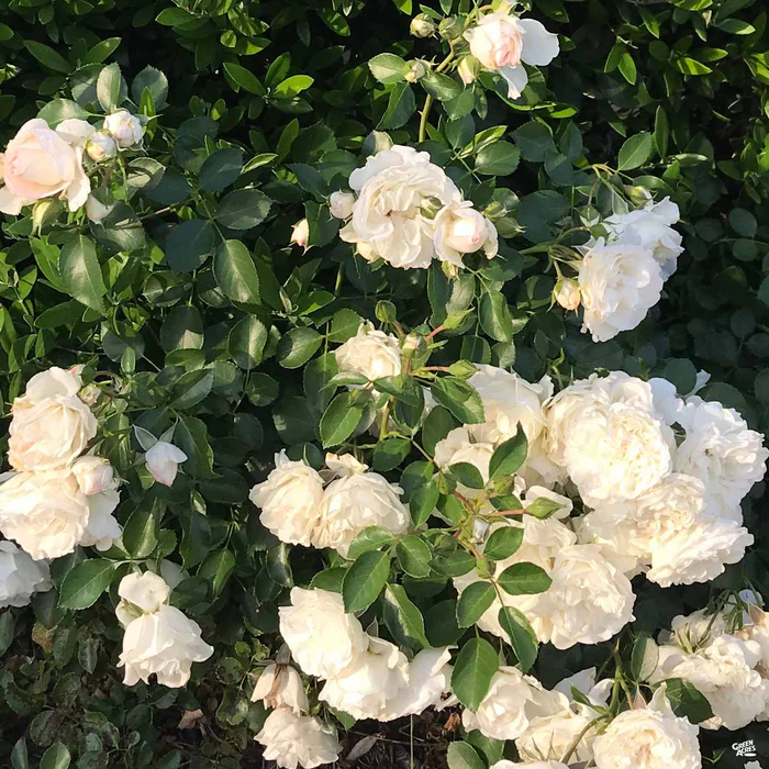 Rose 'Iceberg'