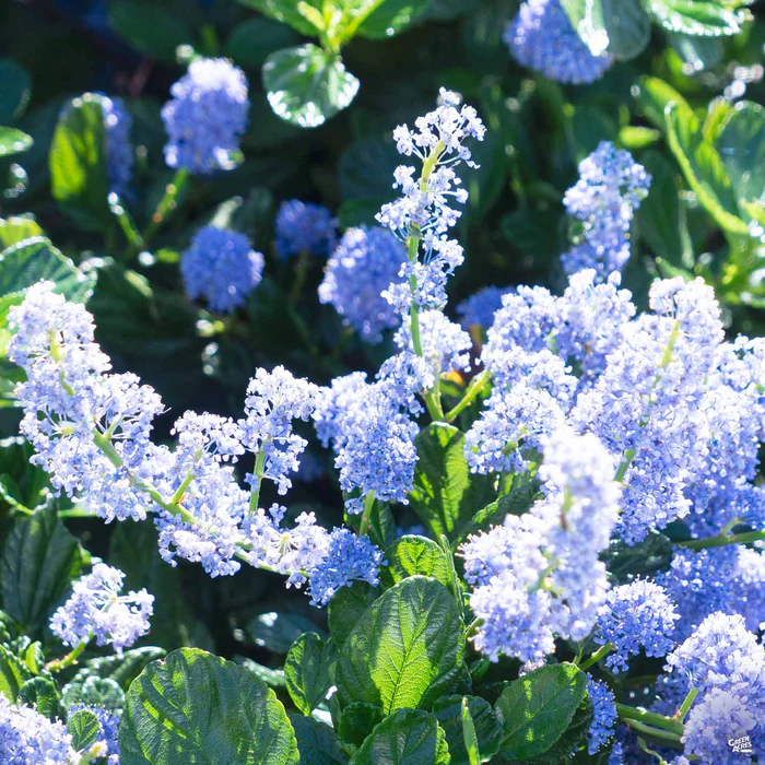 Wild Lilac 'Carmel Creeper'
