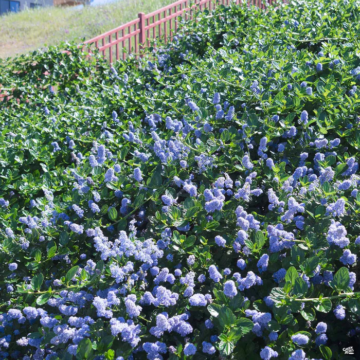 Wild Lilac 'Carmel Creeper'