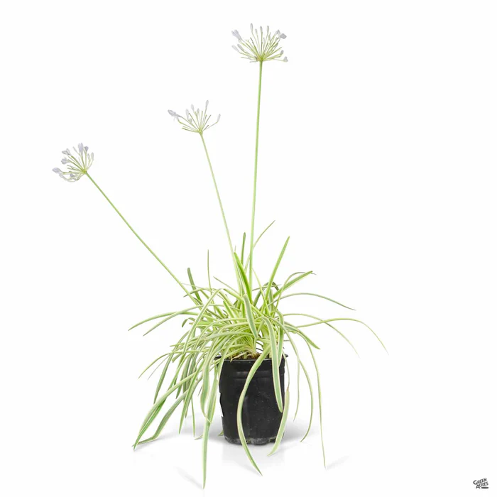 Lily of the Nile 'Tinker Bell'