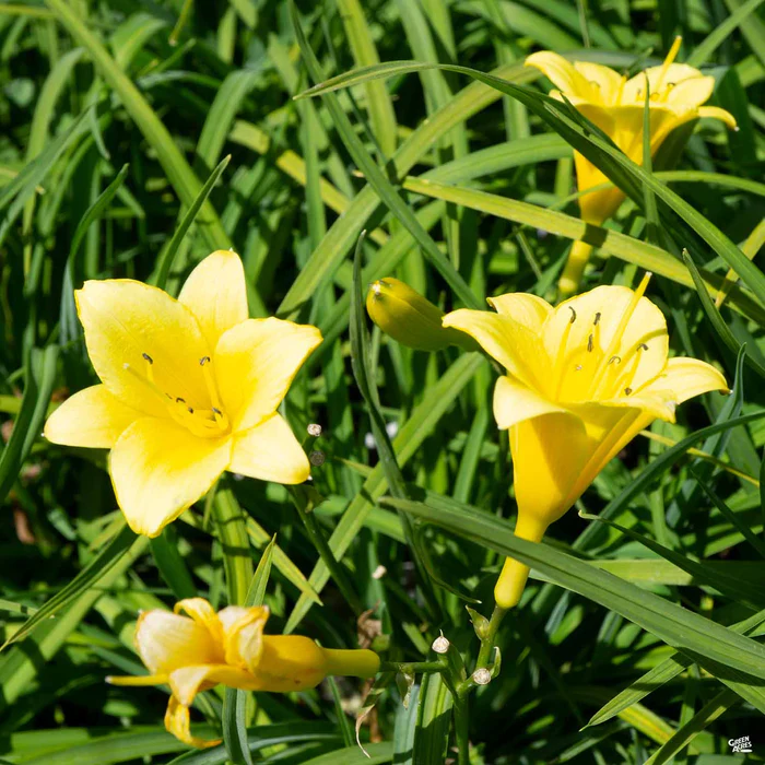 Daylily 'Penny's Worth'