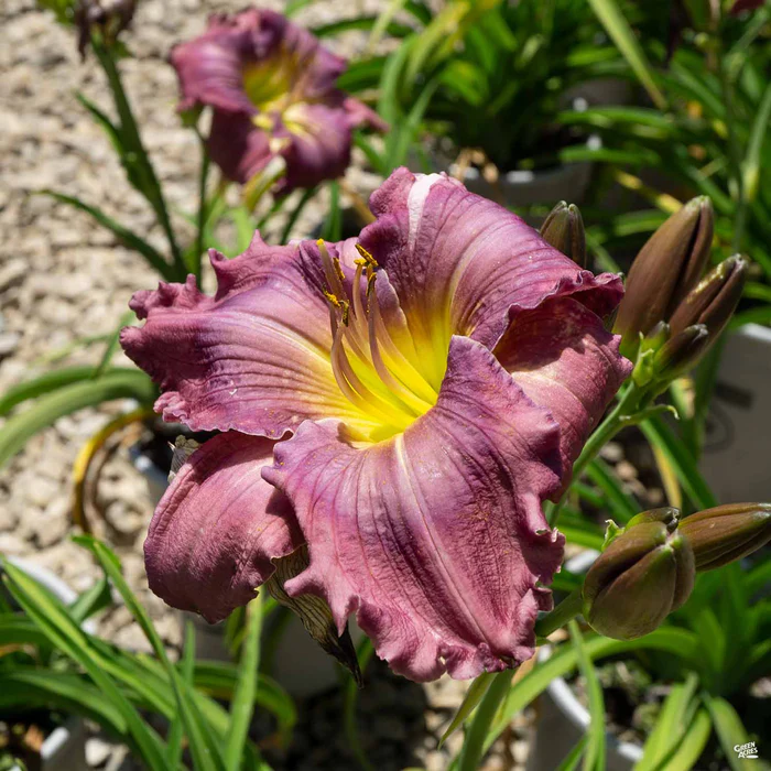 785-daylily-strutter-s-ball-1.webp Daylily 'Strutter's Ball'
