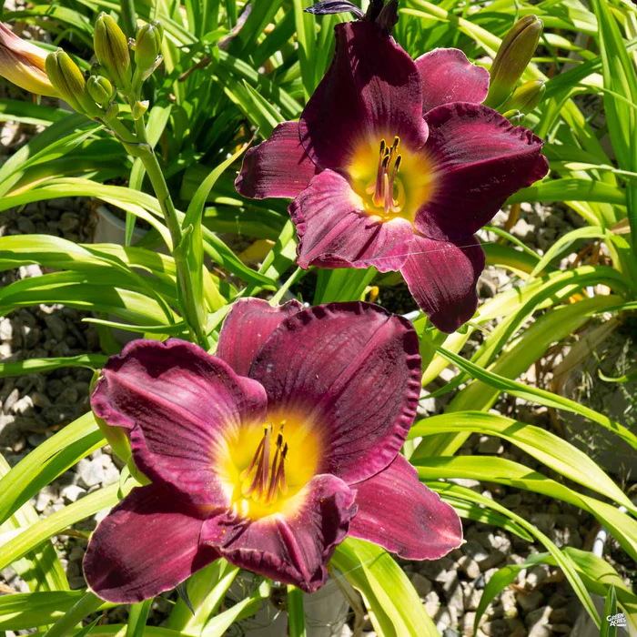 785-daylily-strutter-s-ball-2.webp Daylily 'Strutter's Ball'