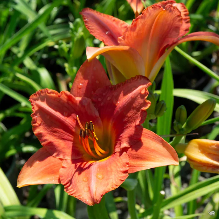Daylily 'South Seas'
