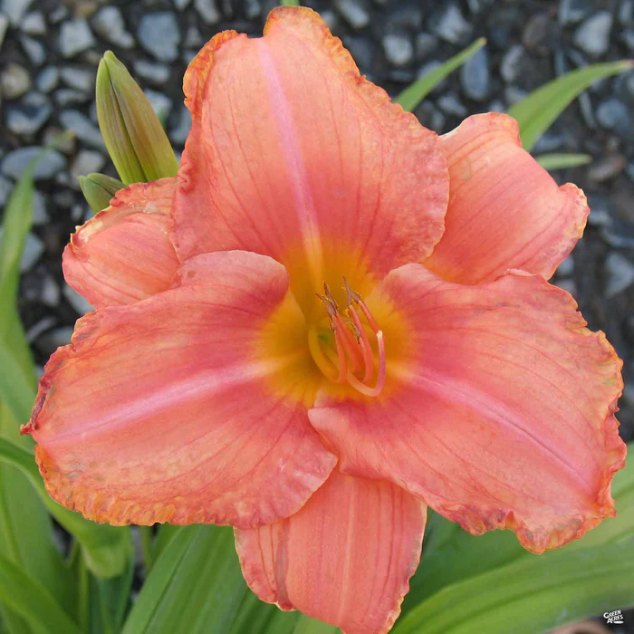 Daylily 'South Seas'
