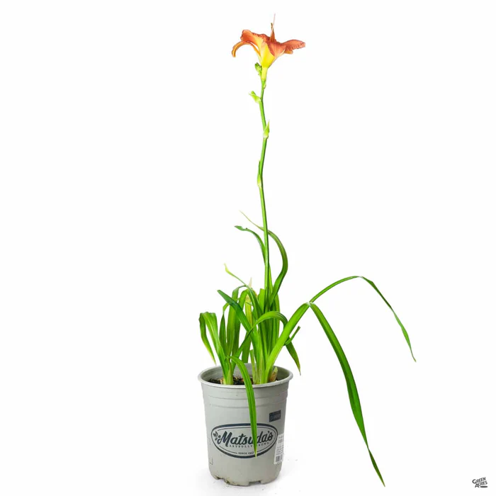 Daylily 'South Seas'