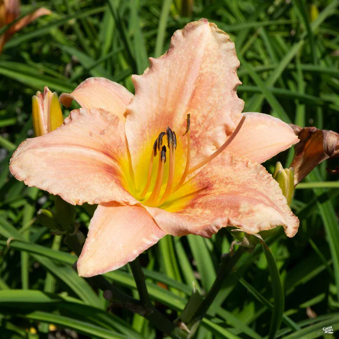 Daylily 'Judith'