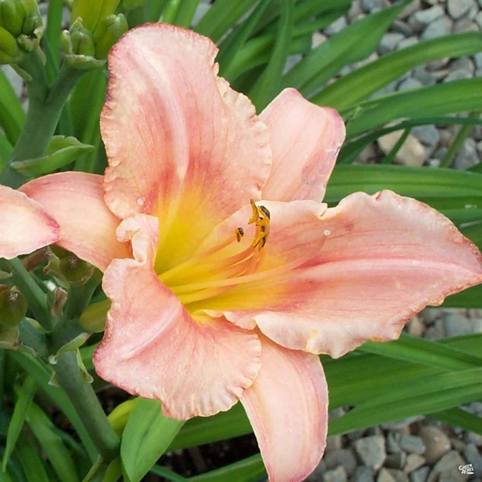 Daylily 'Judith'