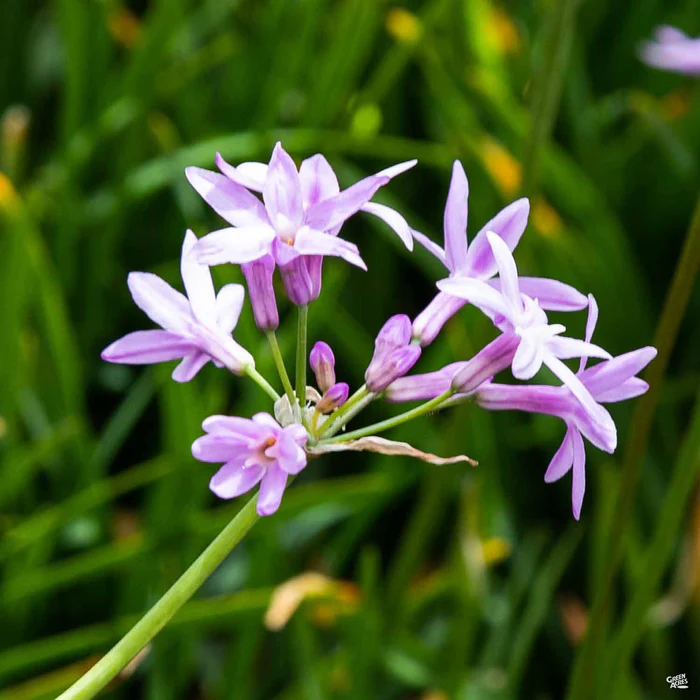 788-society-garlic-1.webp Society Garlic