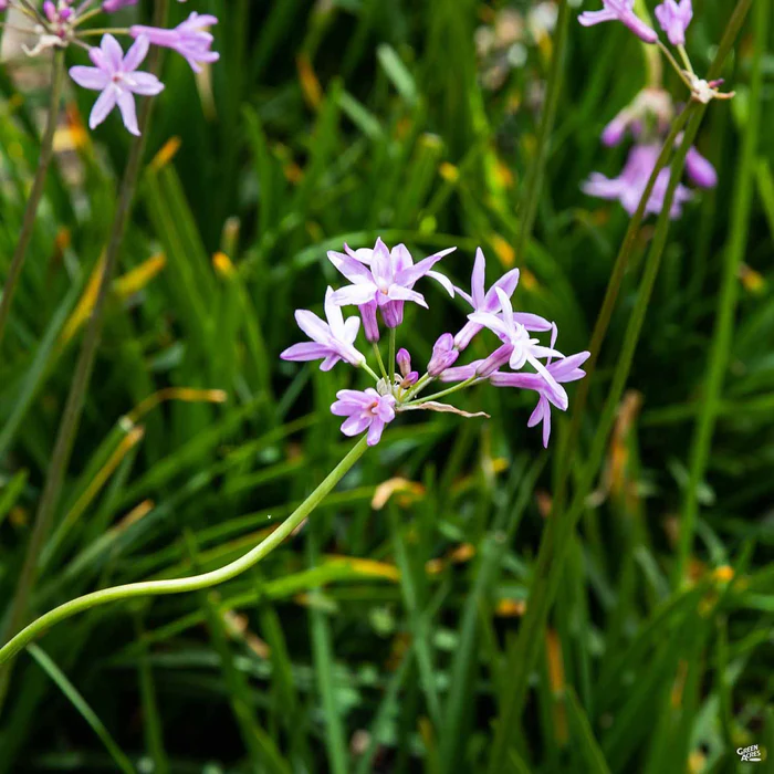 788-society-garlic-2.webp Society Garlic