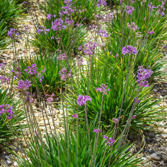 788-society-garlic-3.webp Society Garlic