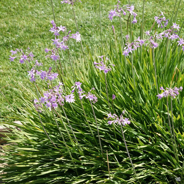 788-society-garlic-4.webp Society Garlic