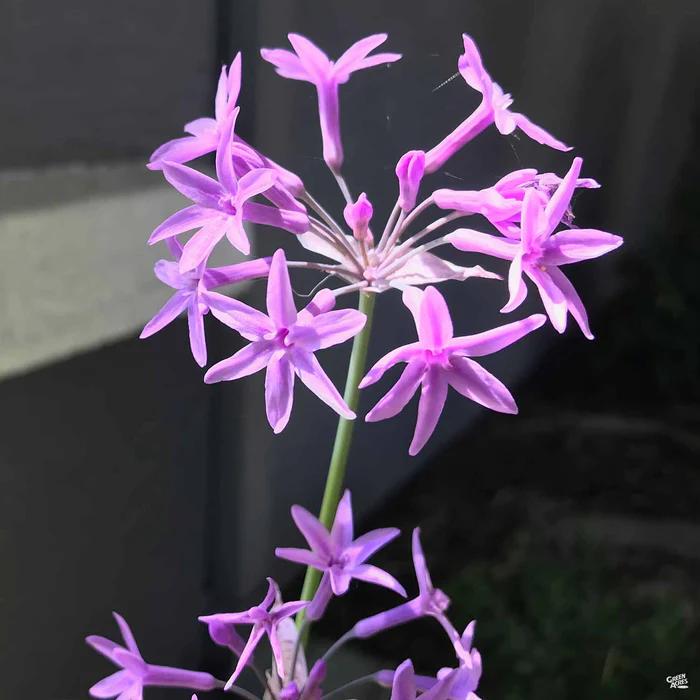 788-society-garlic-7.webp Society Garlic