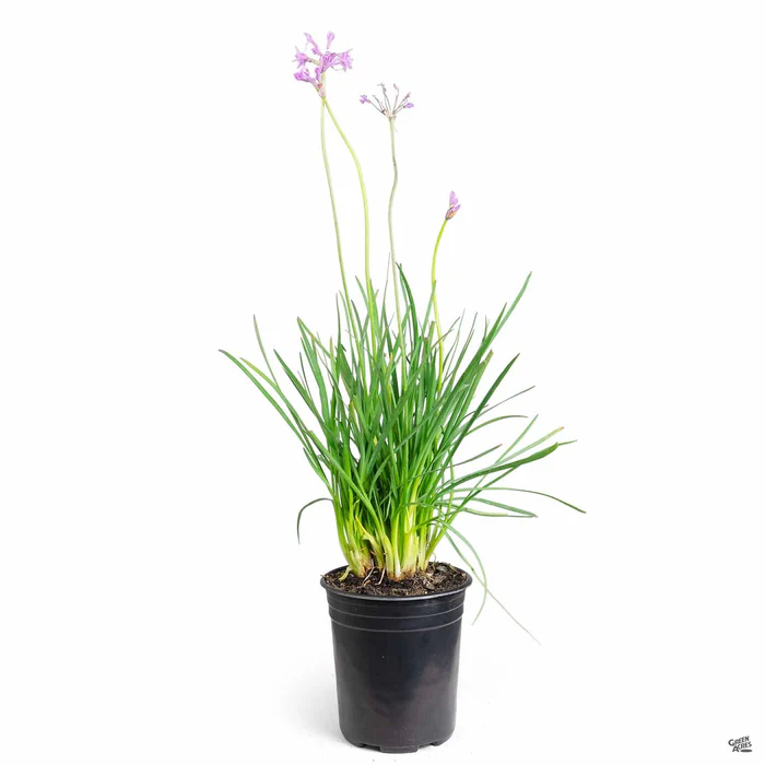 788-society-garlic-8.webp Society Garlic