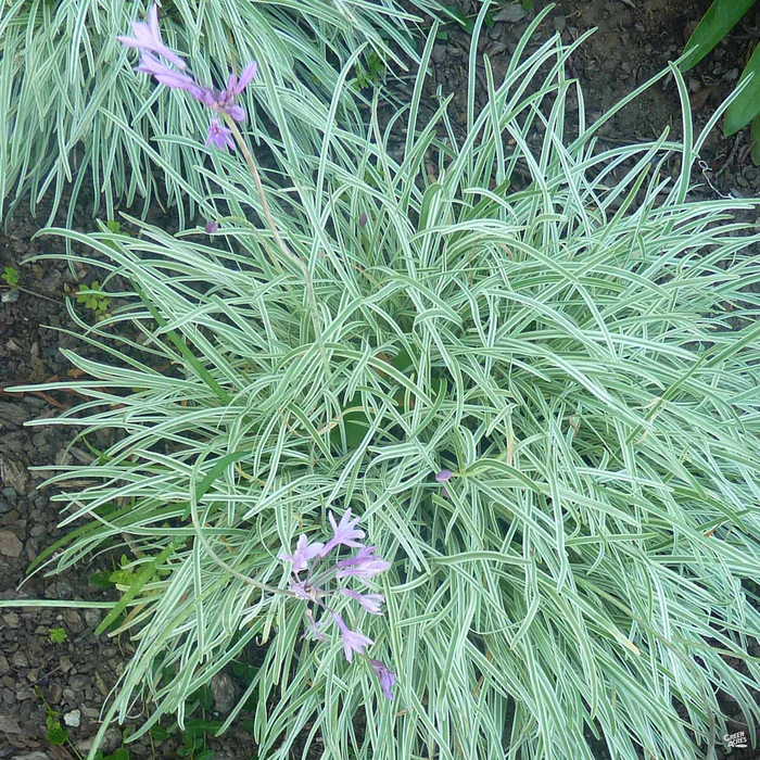789-variegated-society-garlic-1.webp Variegated Society Garlic