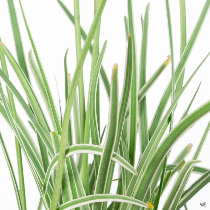 789-variegated-society-garlic-3.webp Variegated Society Garlic
