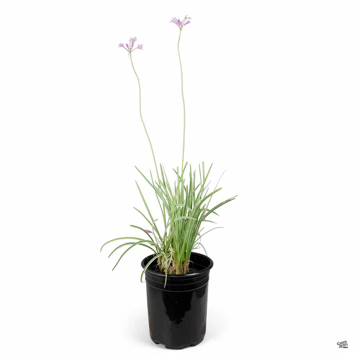 789-variegated-society-garlic-4.webp Variegated Society Garlic