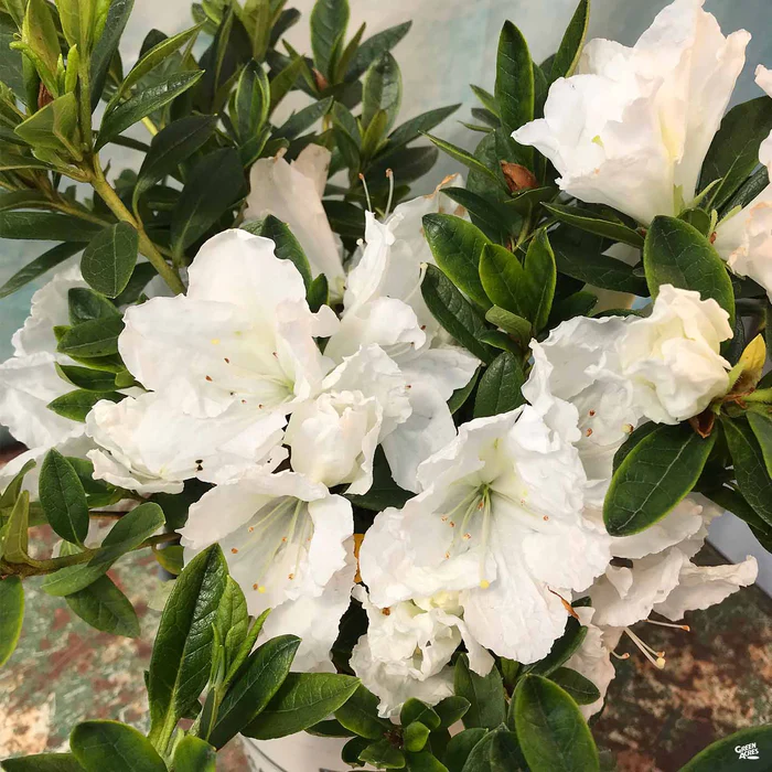 Azalea 'Alaska'