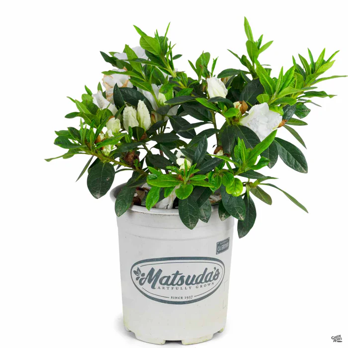 790-azalea-alaska-2.webp Azalea 'Alaska'