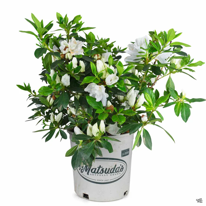 790-azalea-alaska-3.webp Azalea 'Alaska'