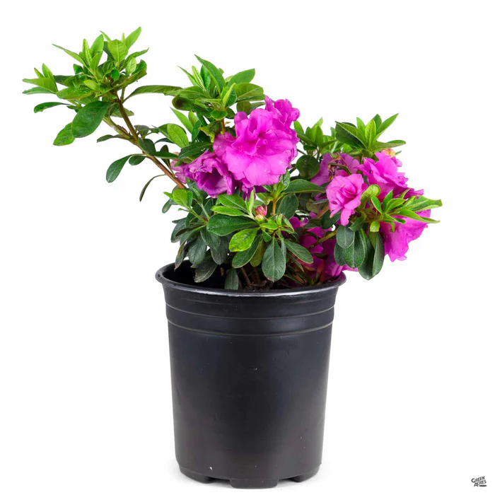 Azalea 'Happy Days'